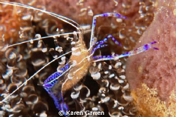 Pederson cleaner shrimp taken with Nikon D50, 105MM.  Off... by Karen Garren 